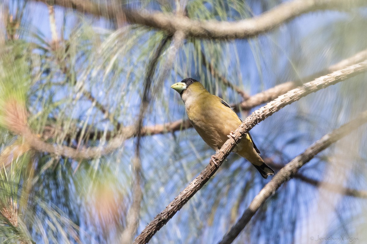 Hooded Grosbeak - ML643233321