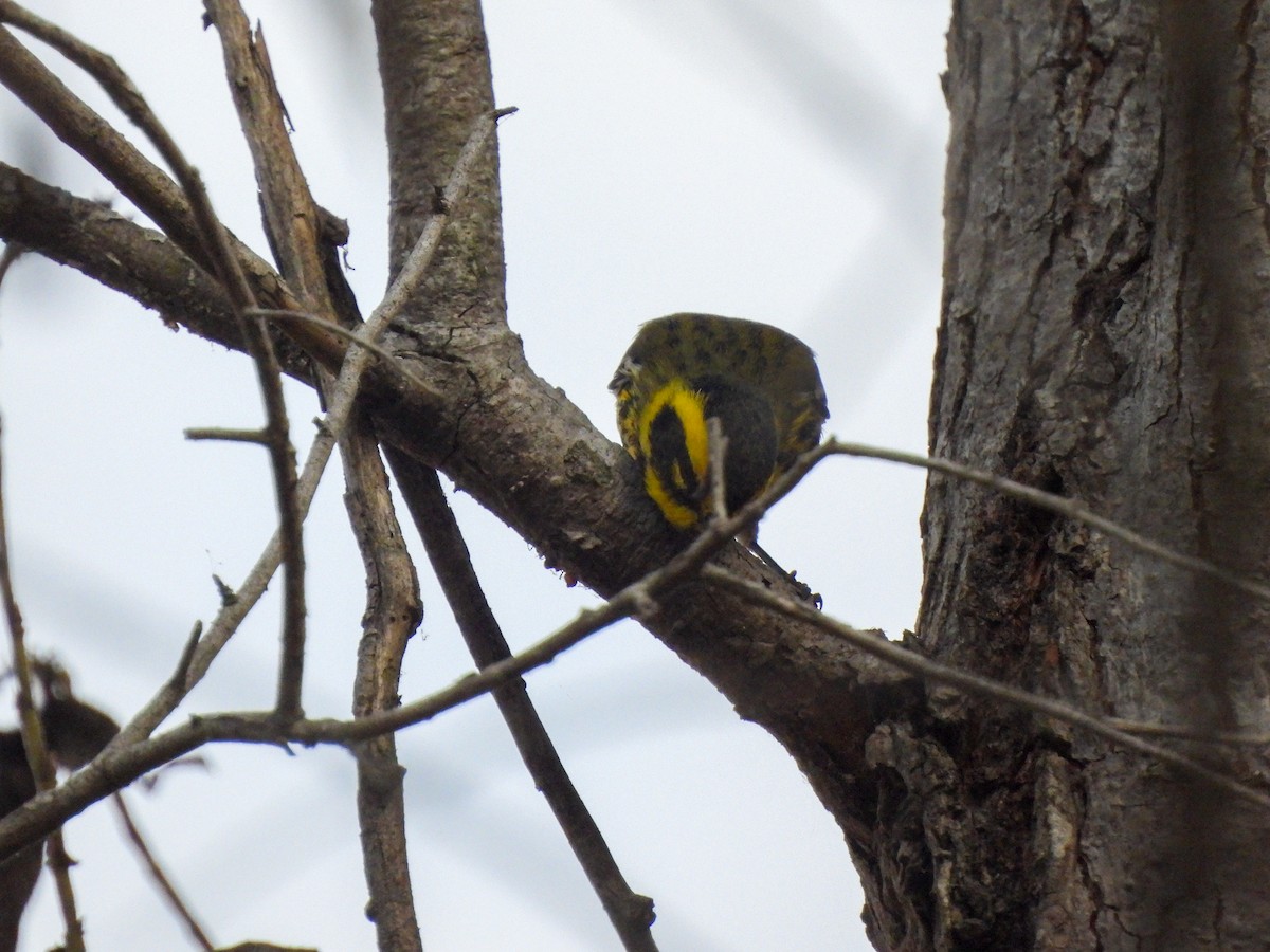 Townsend's Warbler - ML643233322