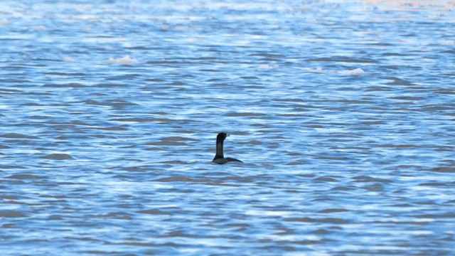 Pelagic Cormorant - ML643233337