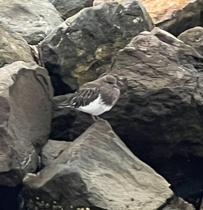 Black Turnstone - ML643233341