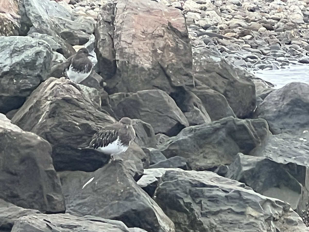 Black Turnstone - ML643233342