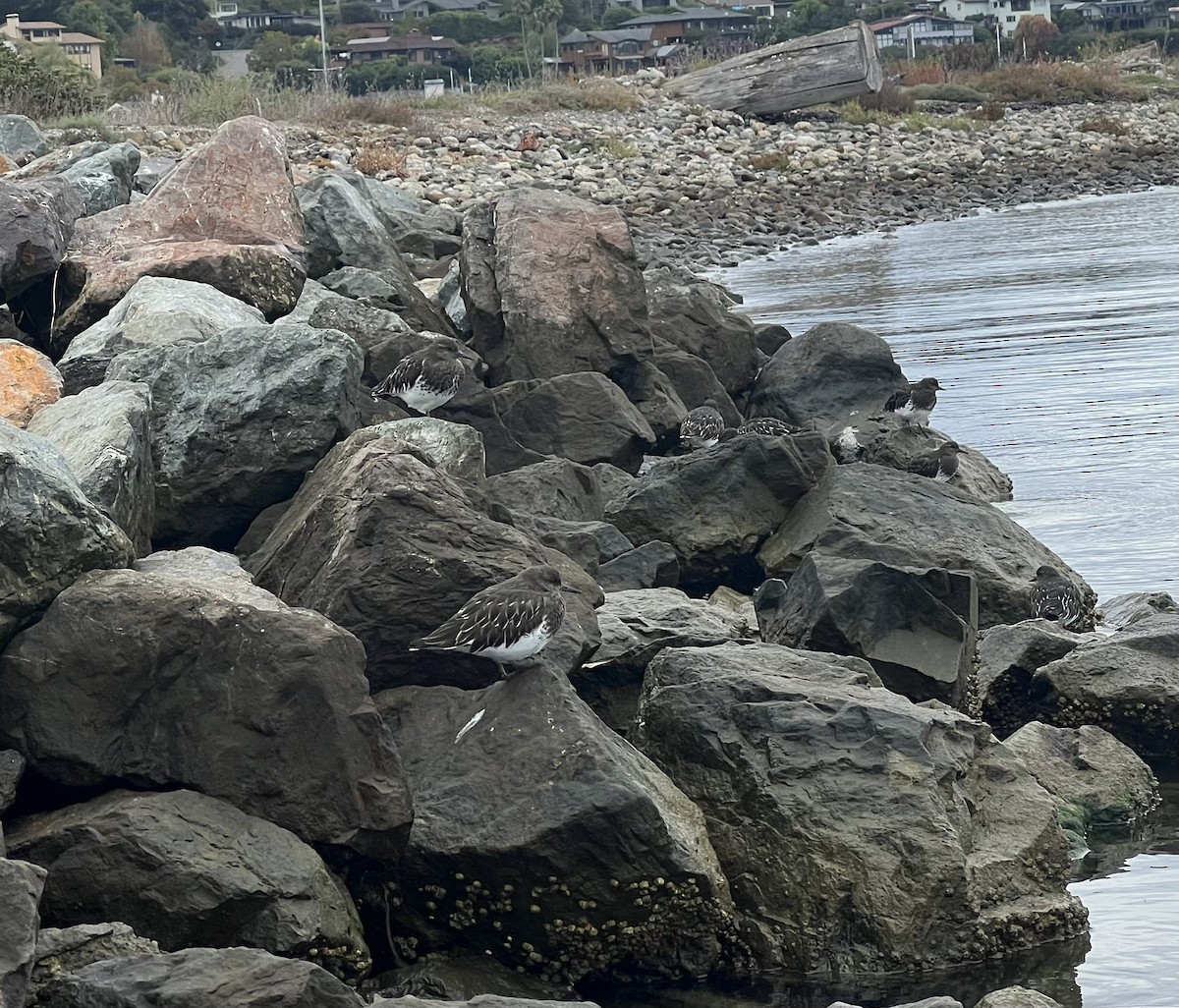 Black Turnstone - ML643233343