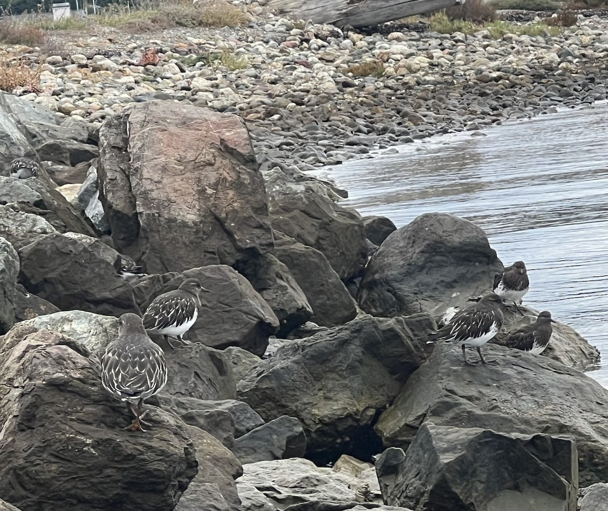 Black Turnstone - ML643233344
