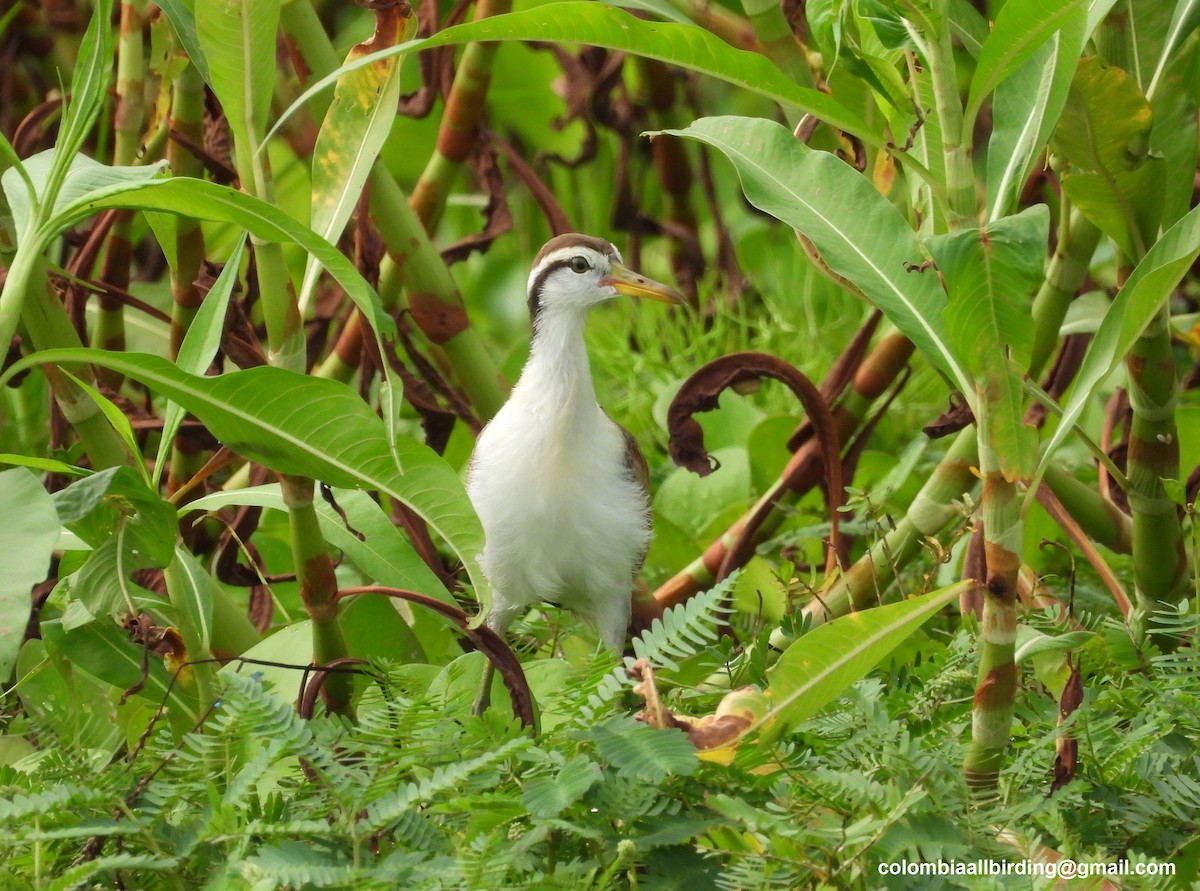 Wattled Jacana - ML643233351