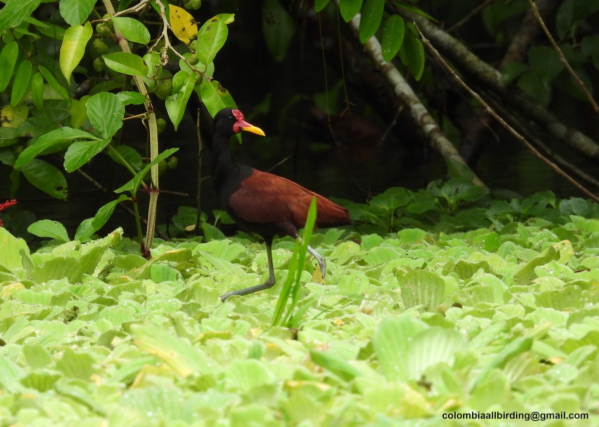 Wattled Jacana - ML643233370