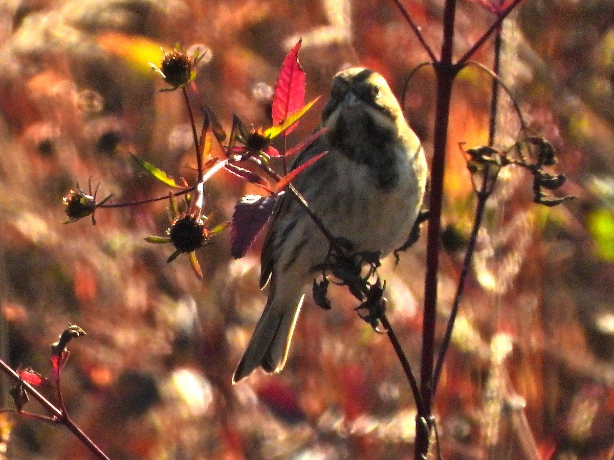 Reed Bunting - ML643233377