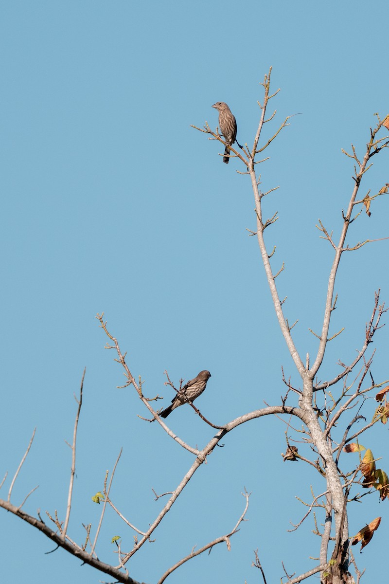House Finch - ML643233379