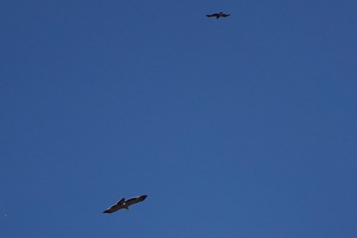 Spanish Eagle - ML643233401