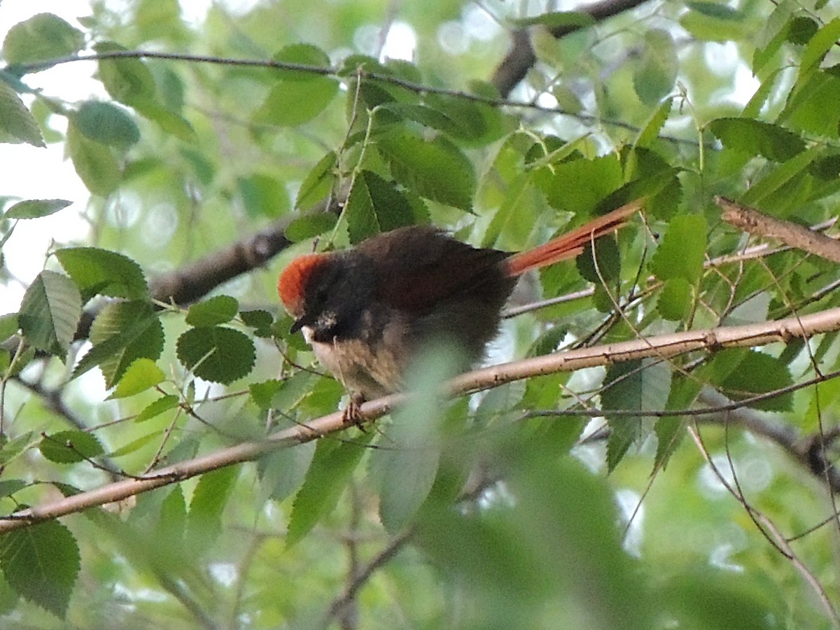 Sooty-fronted Spinetail - ML643233417