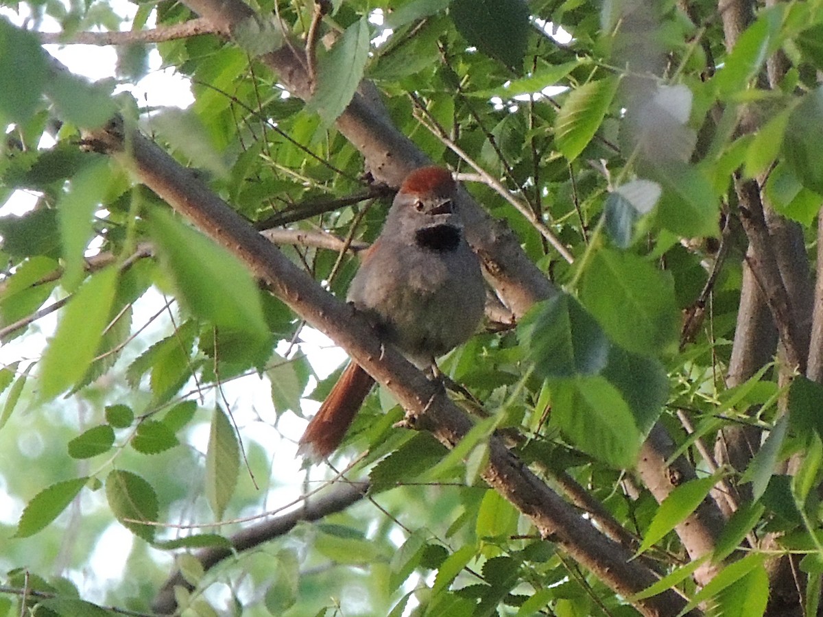 Sooty-fronted Spinetail - ML643233418