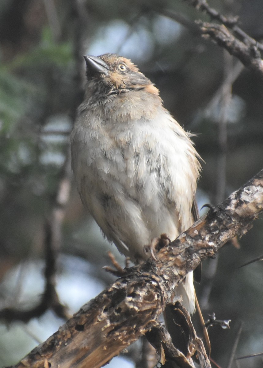 Kenya Rufous Sparrow - ML643233443