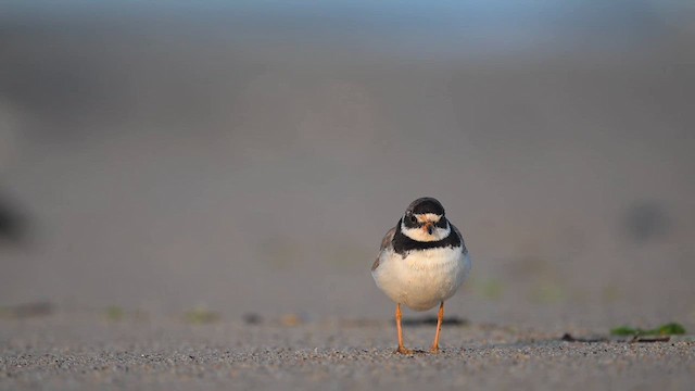 Semipalmated Plover - ML643233449