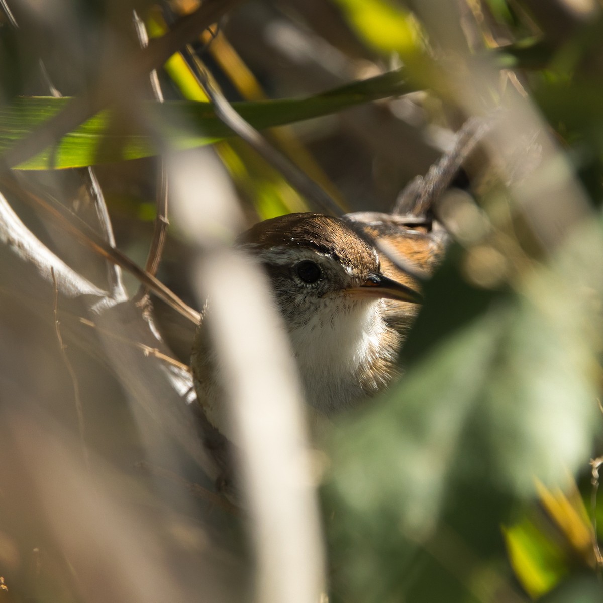 Marsh Wren - ML643233460