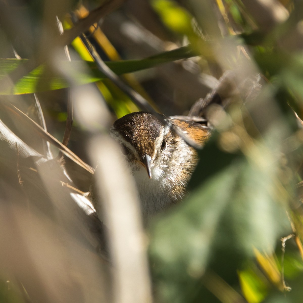 Marsh Wren - ML643233462