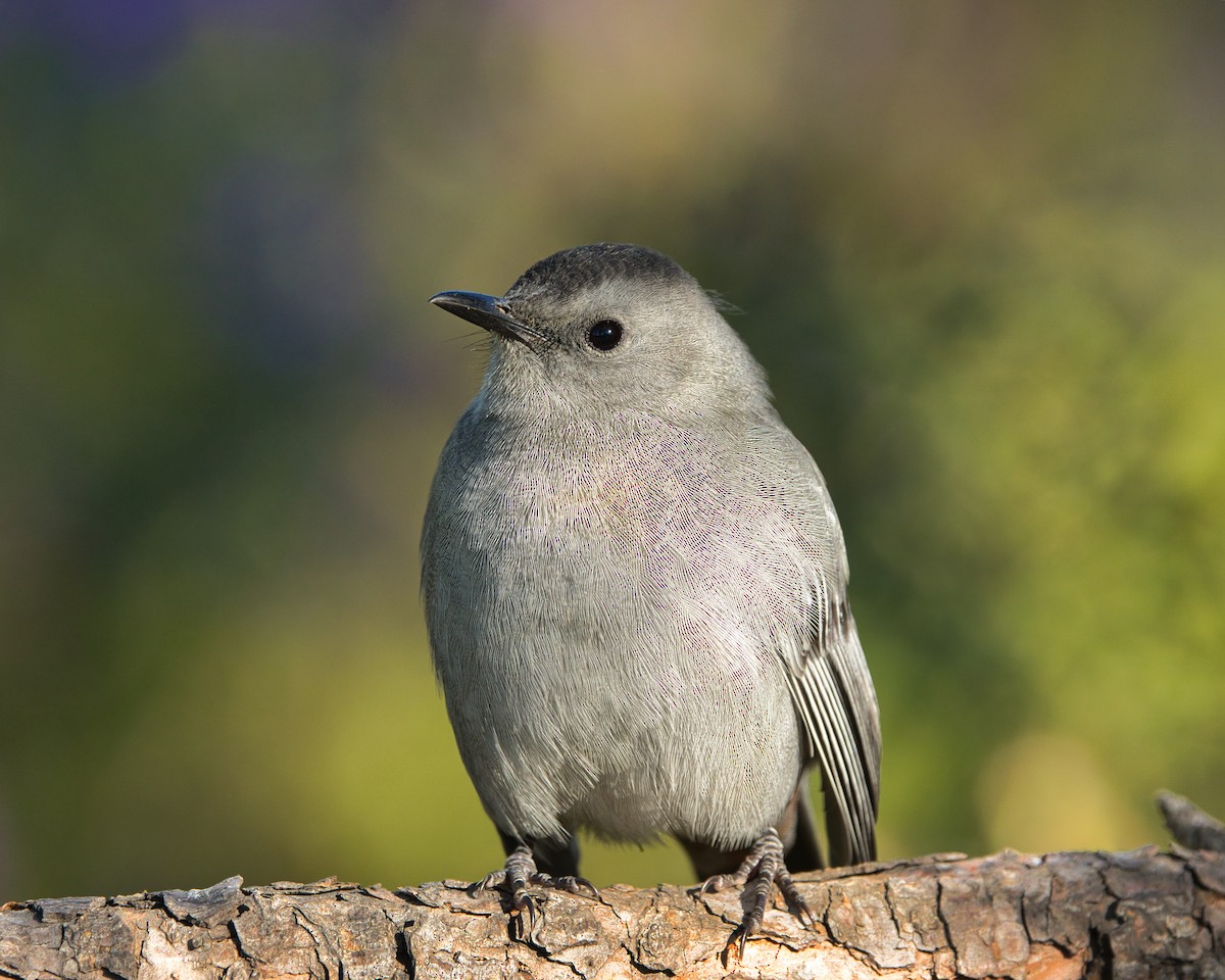 Gray Catbird - ML643233464