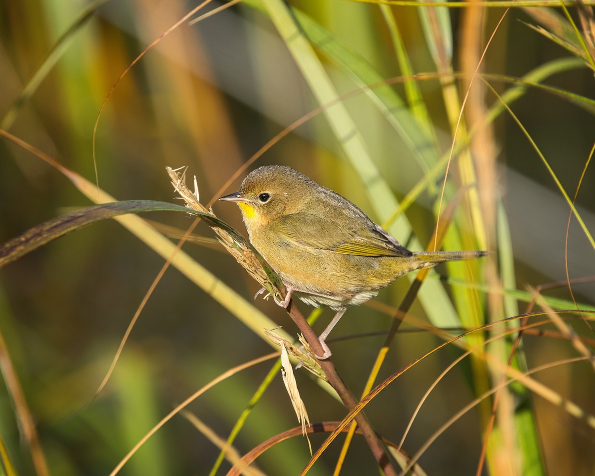 Common Yellowthroat - ML643233468
