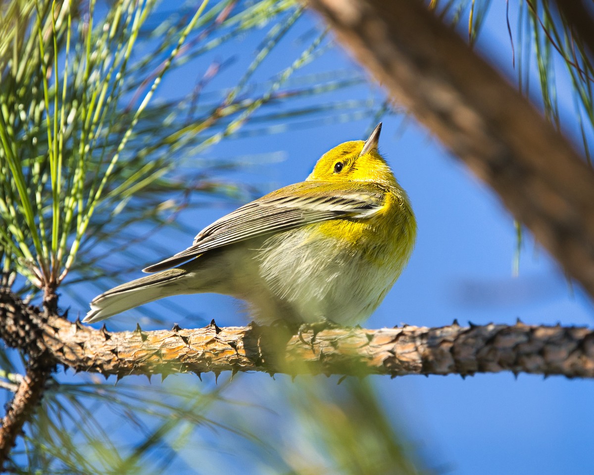Pine Warbler - ML643233471