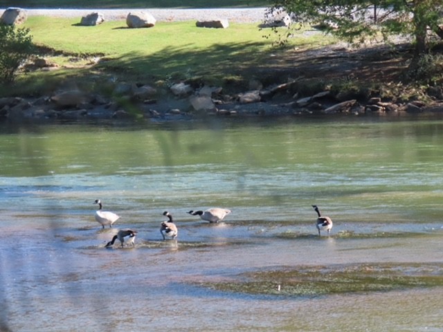 Canada Goose - ML643233473