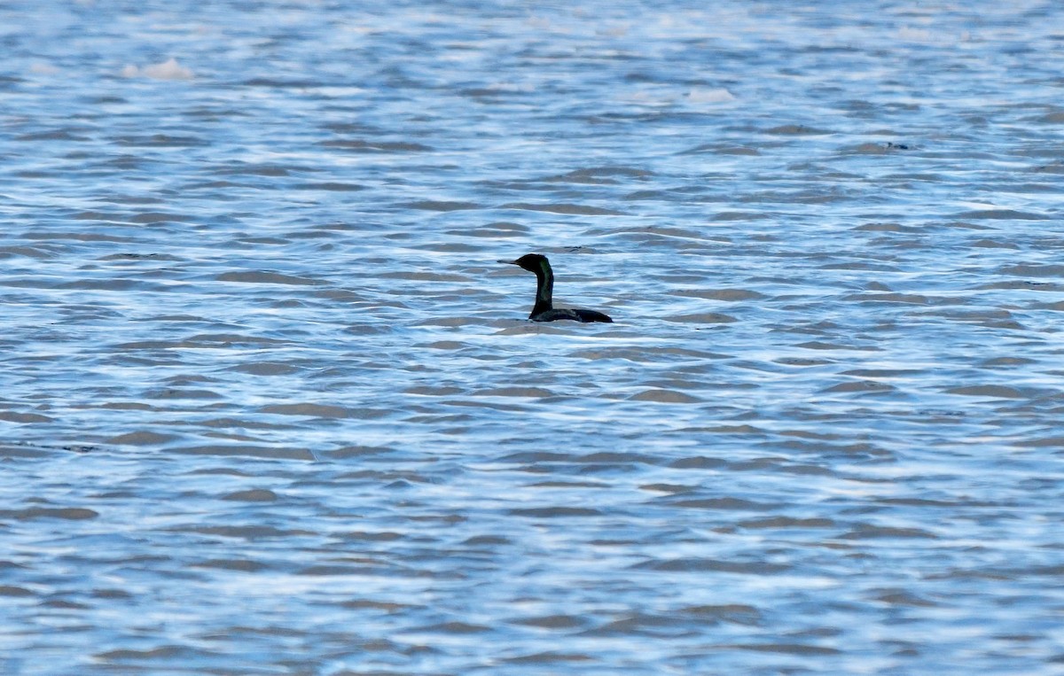 Pelagic Cormorant - ML643233476
