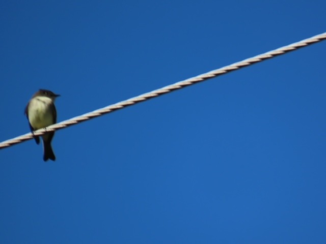 Eastern Phoebe - ML643233483