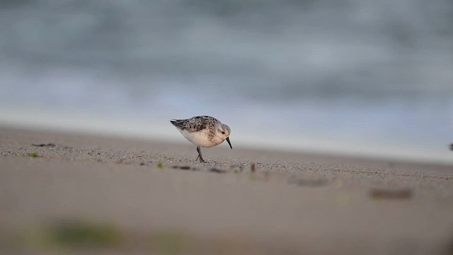 Sanderling - ML643233485