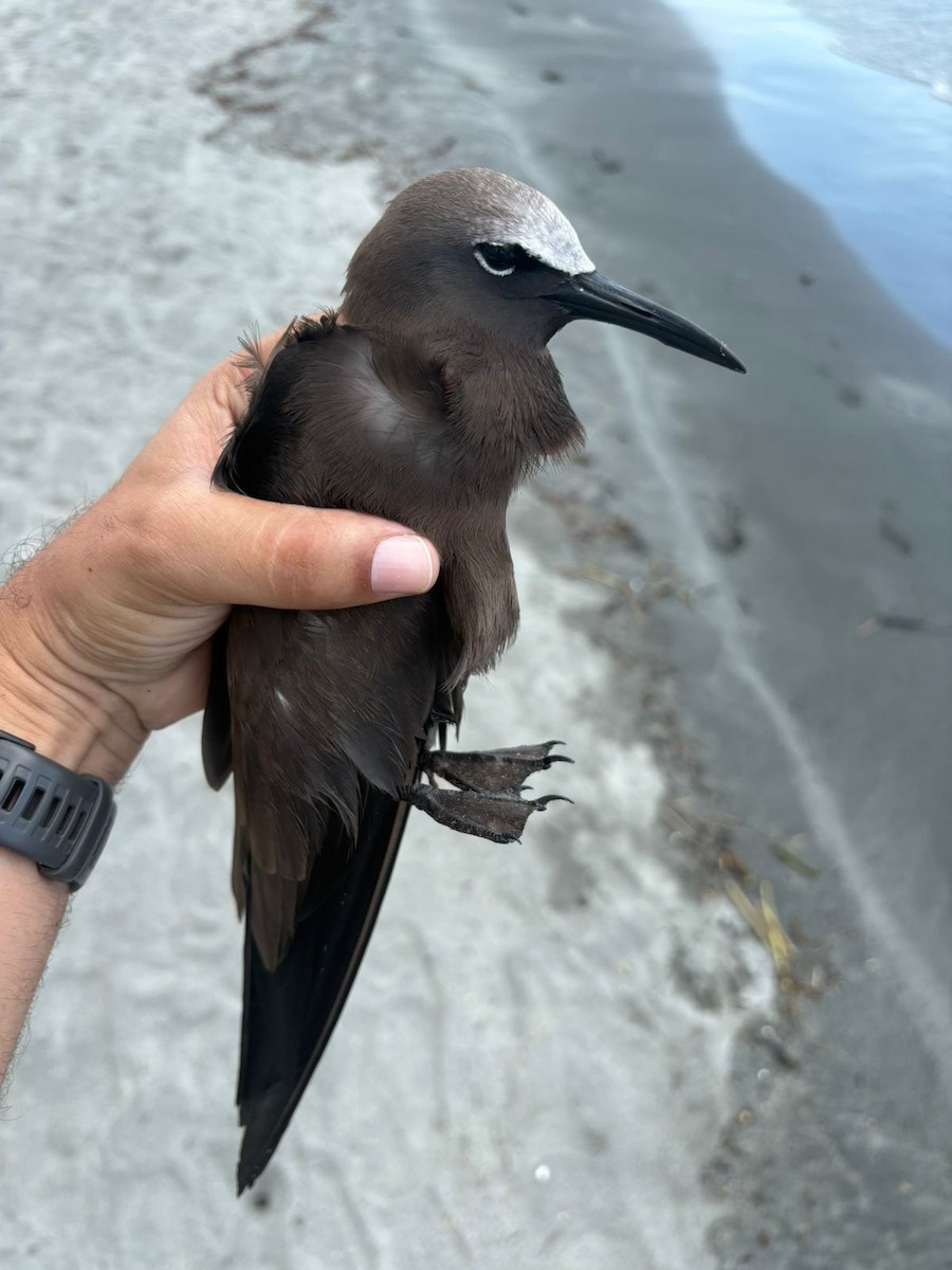 Brown Noddy - ML643233487