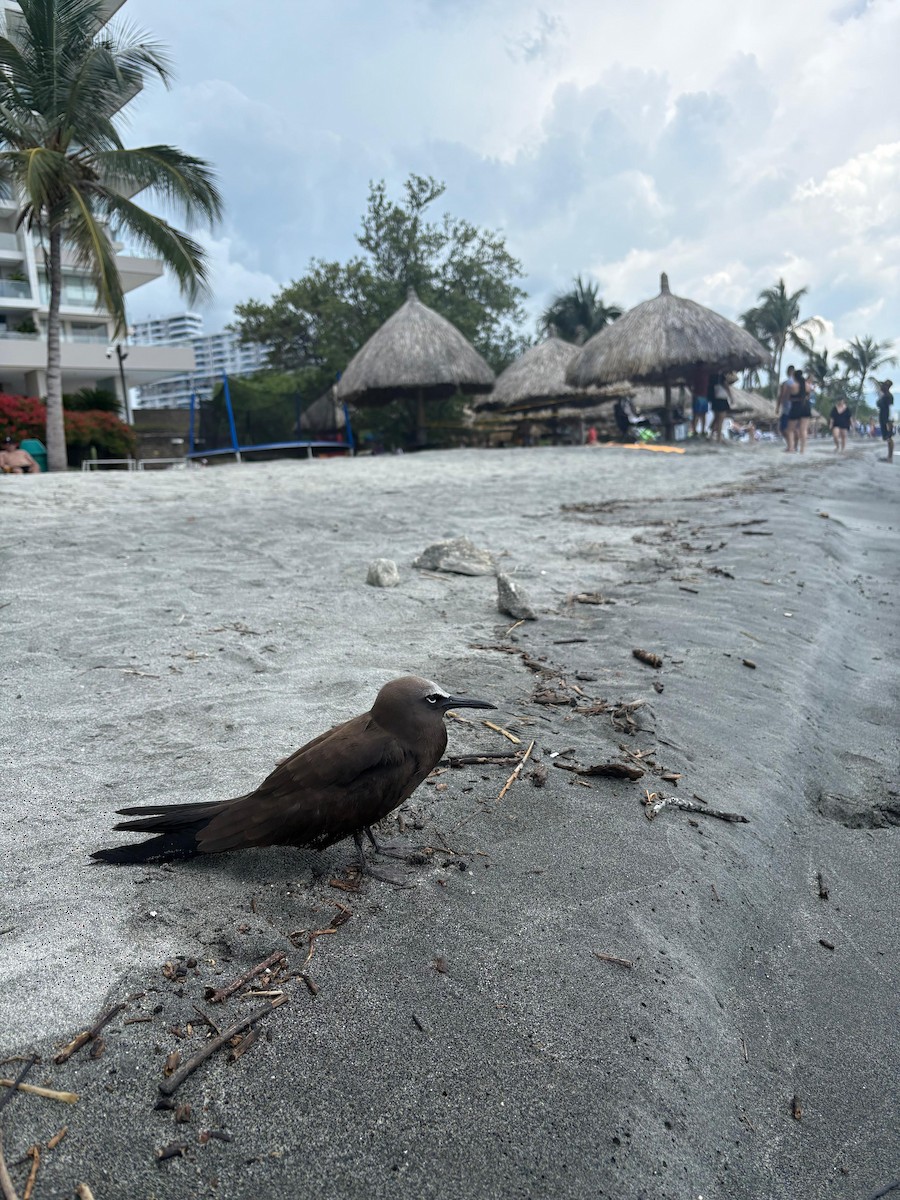 Brown Noddy - ML643233488
