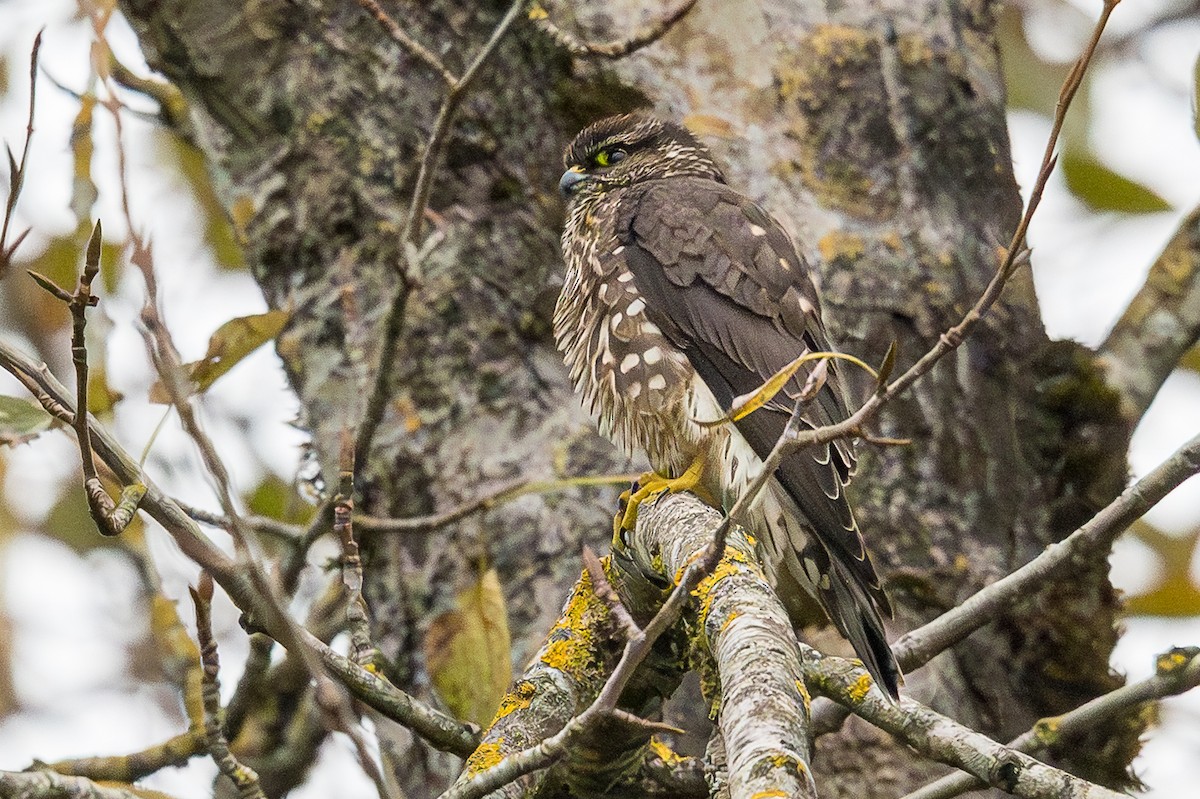 Merlin - ML643233489