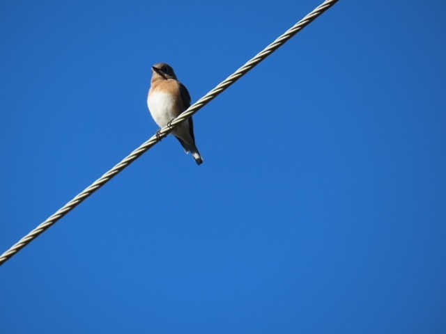 Eastern Bluebird - ML643233498