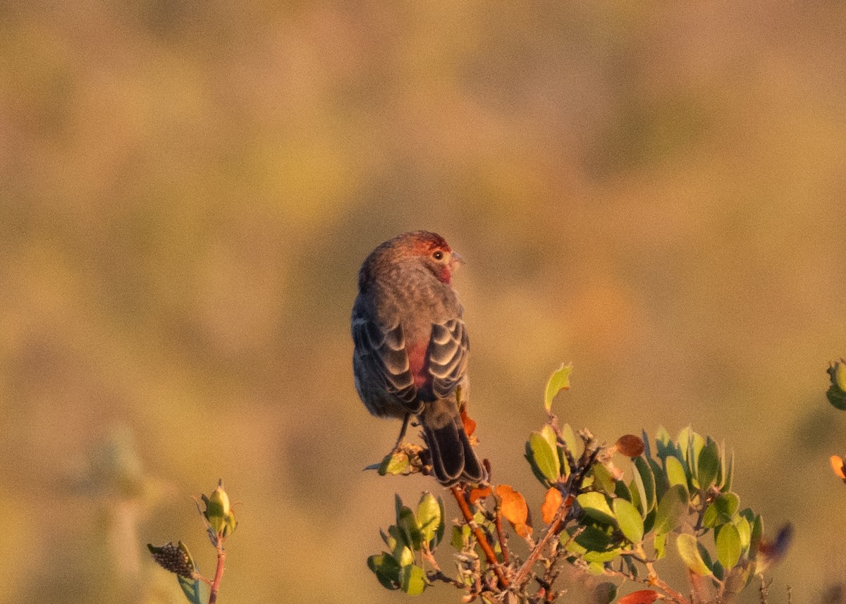 House Finch - ML643233511