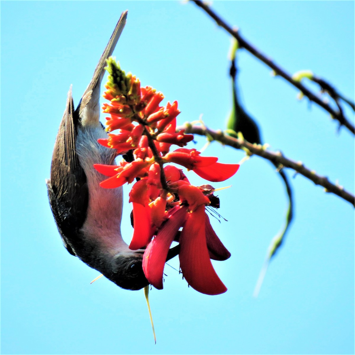 Mouse-colored Sunbird - ML643233518