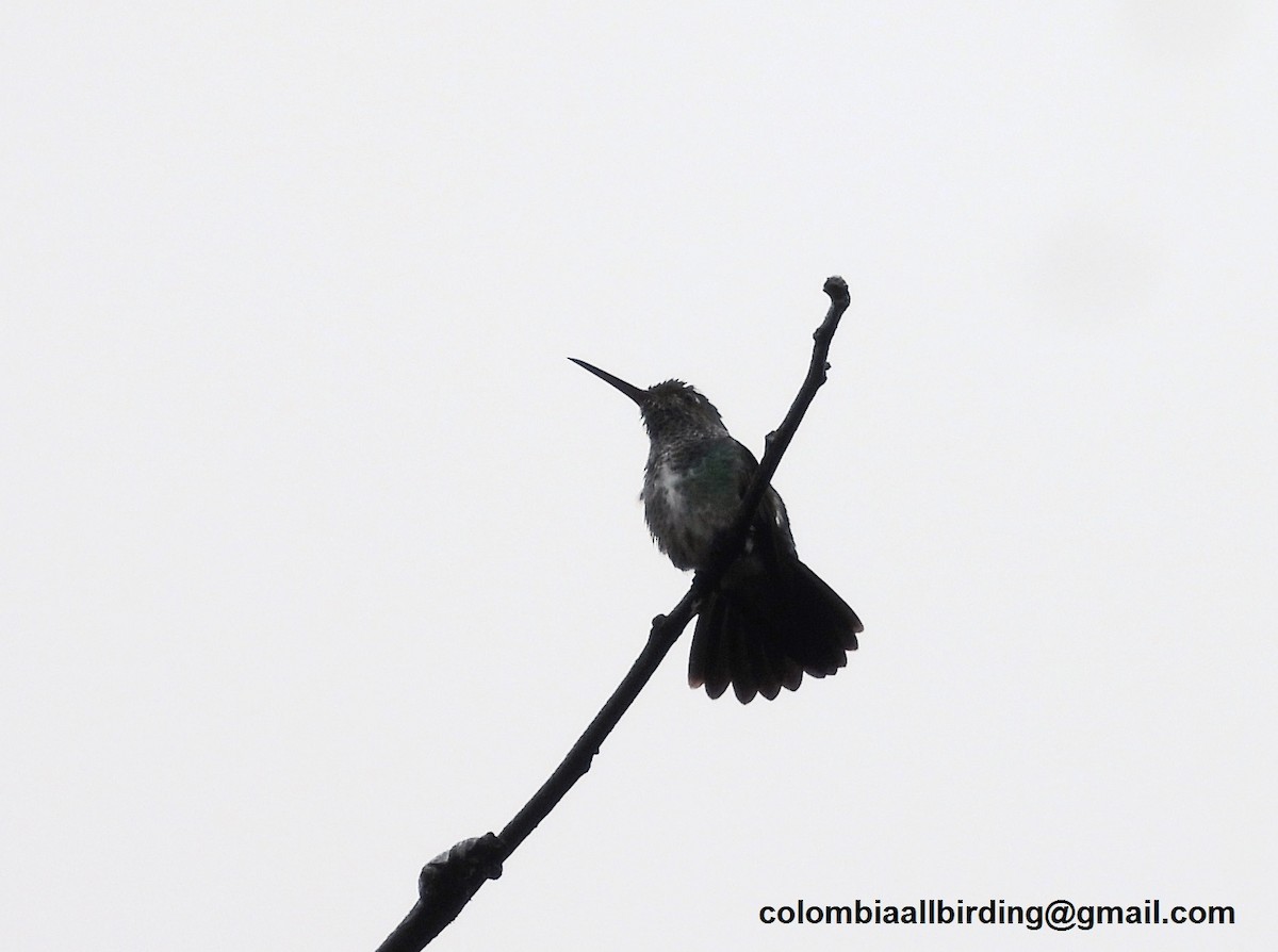 Glittering-throated Emerald - ML643233522