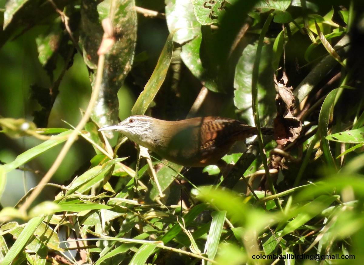 Buff-breasted Wren - ML643233555