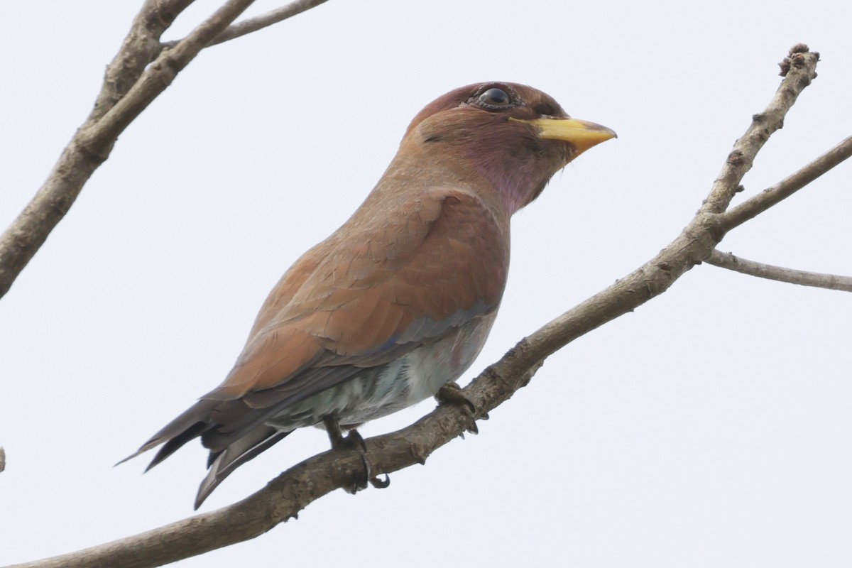 Широкорот африканський - ML643233577