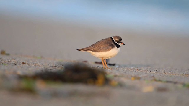 Semipalmated Plover - ML643233581
