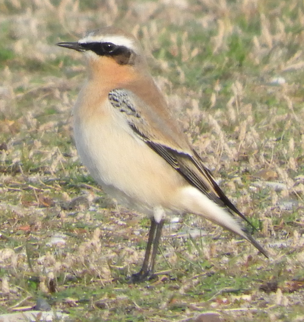 穗䳭 - ML643233598