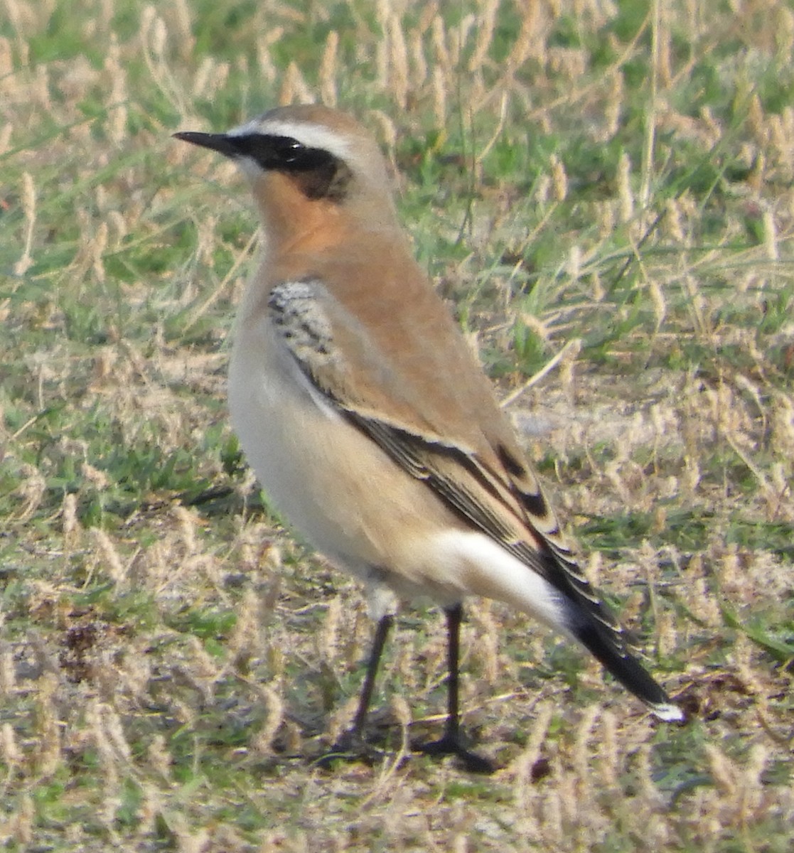 穗䳭 - ML643233600