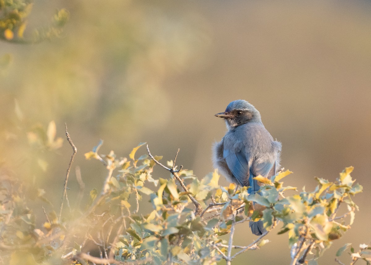 Woodhouse's Scrub-Jay - ML643233611
