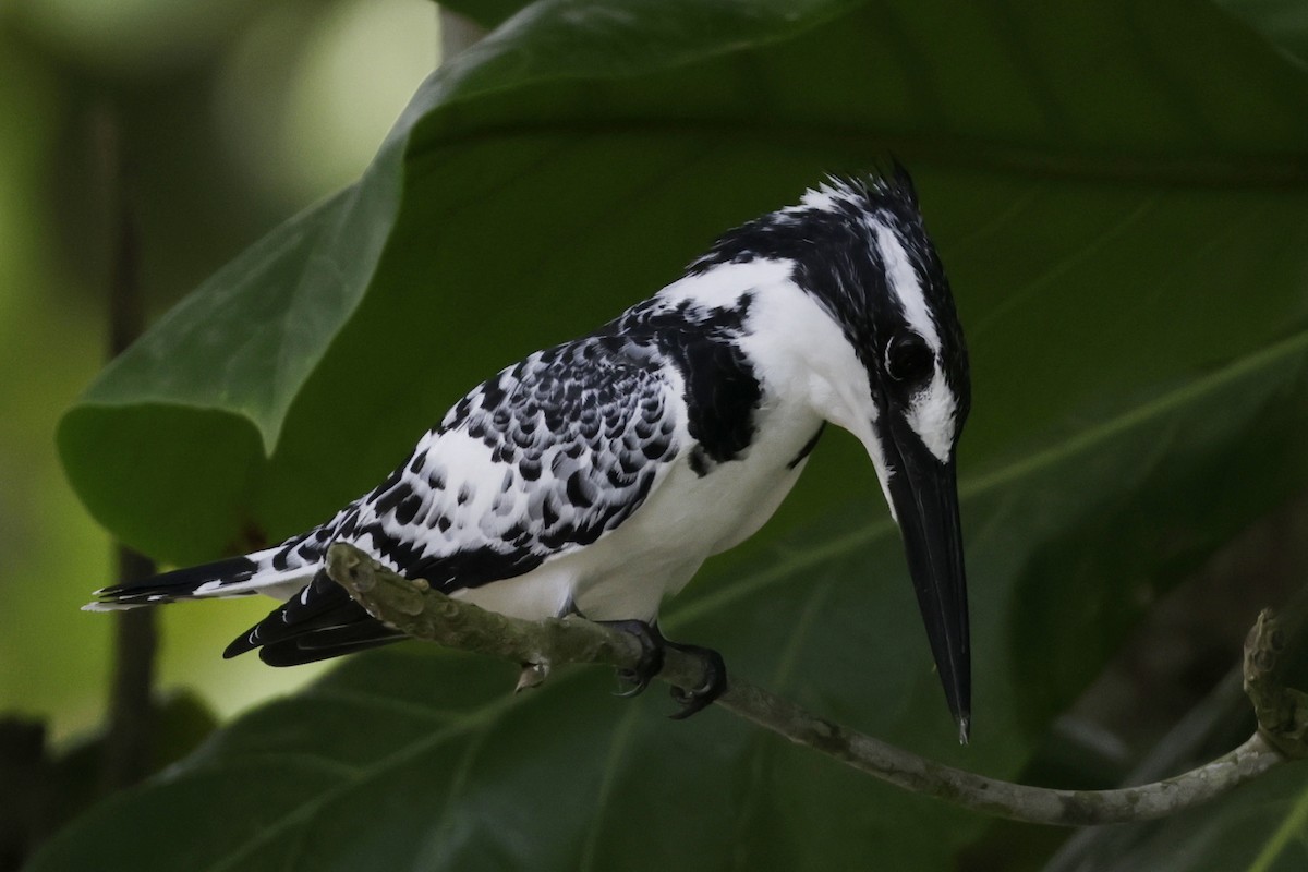 Pied Kingfisher - Richard Dunn