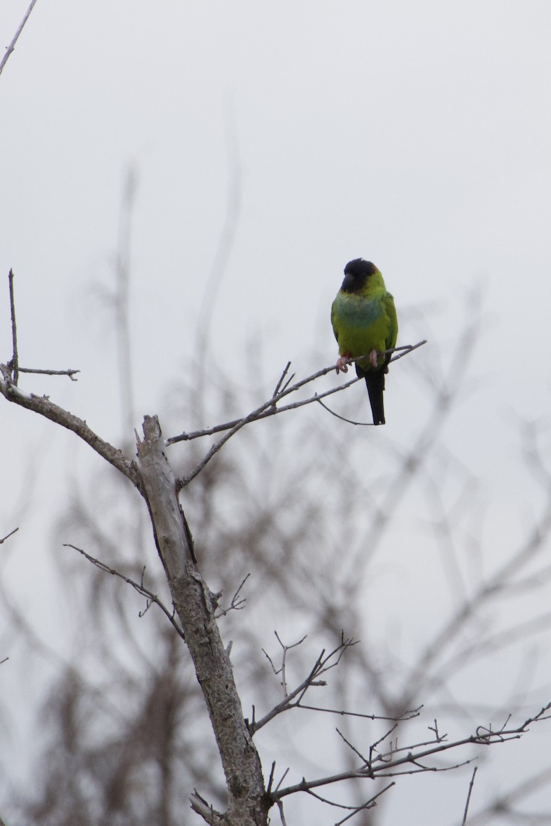 Nanday Parakeet - ML643233637