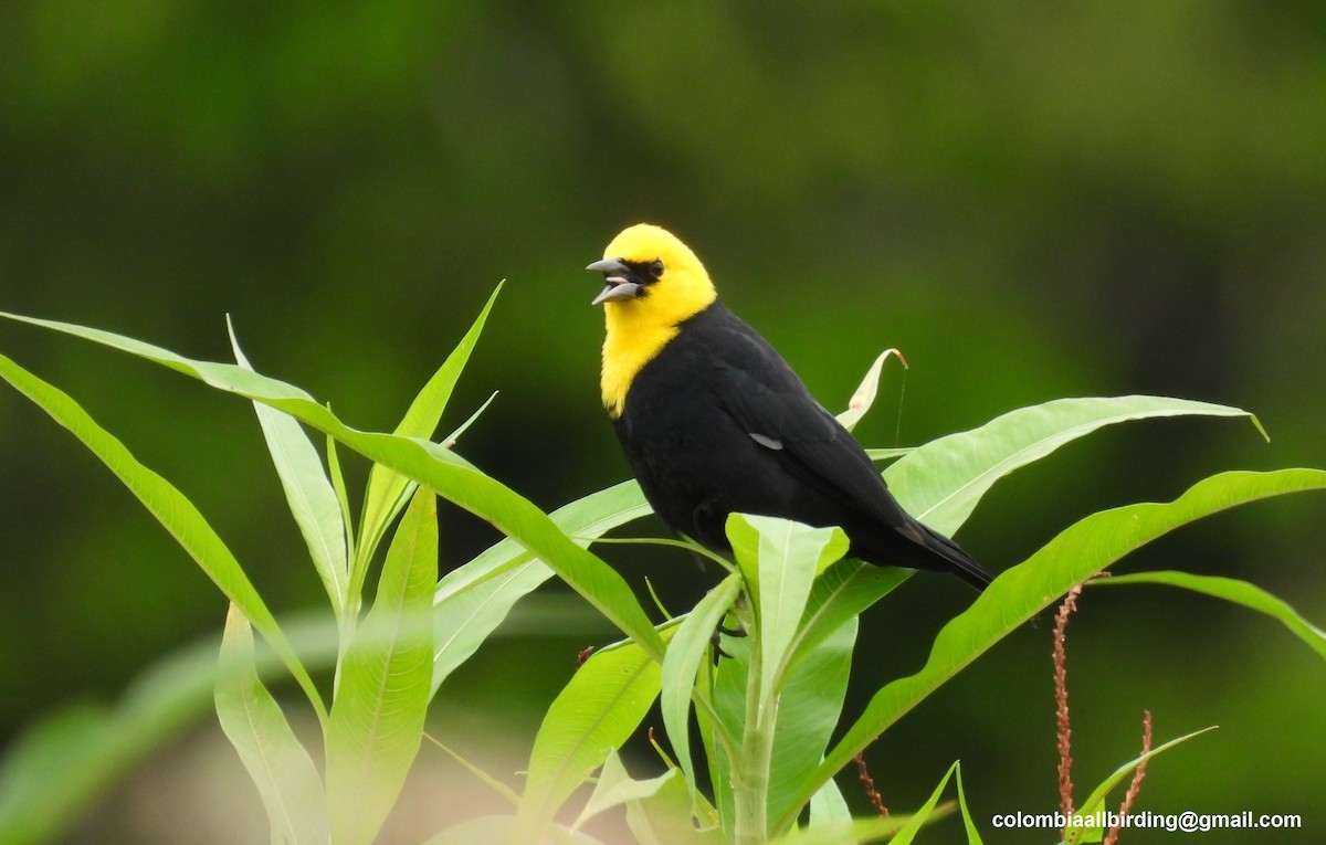 Yellow-hooded Blackbird - Urias Edgardo  Gonzalez Carreño