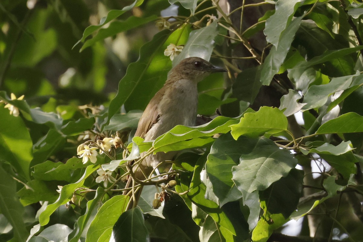 Slender-billed Greenbul - ML643233647