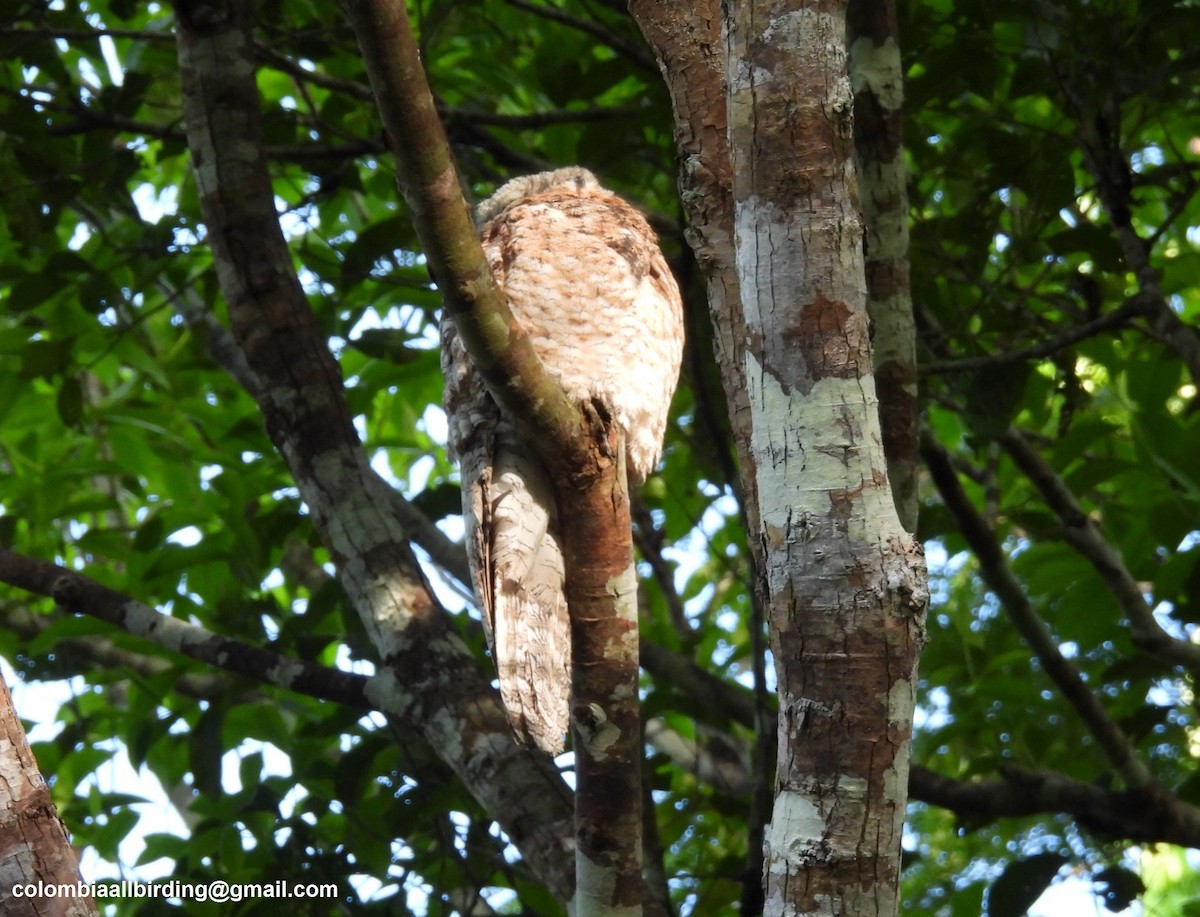Great Potoo - Urias Edgardo  Gonzalez Carreño