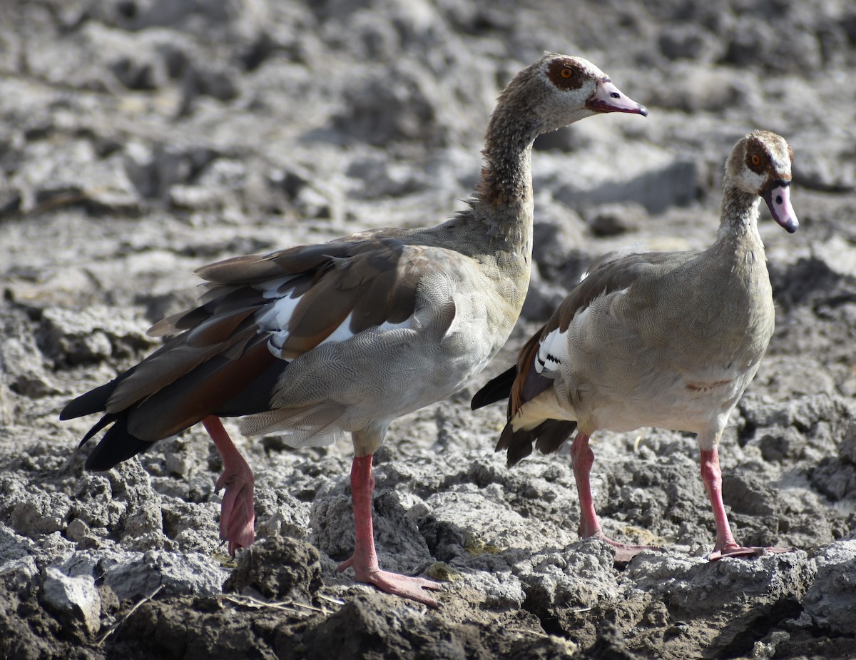 Egyptian Goose - Eike Fabian