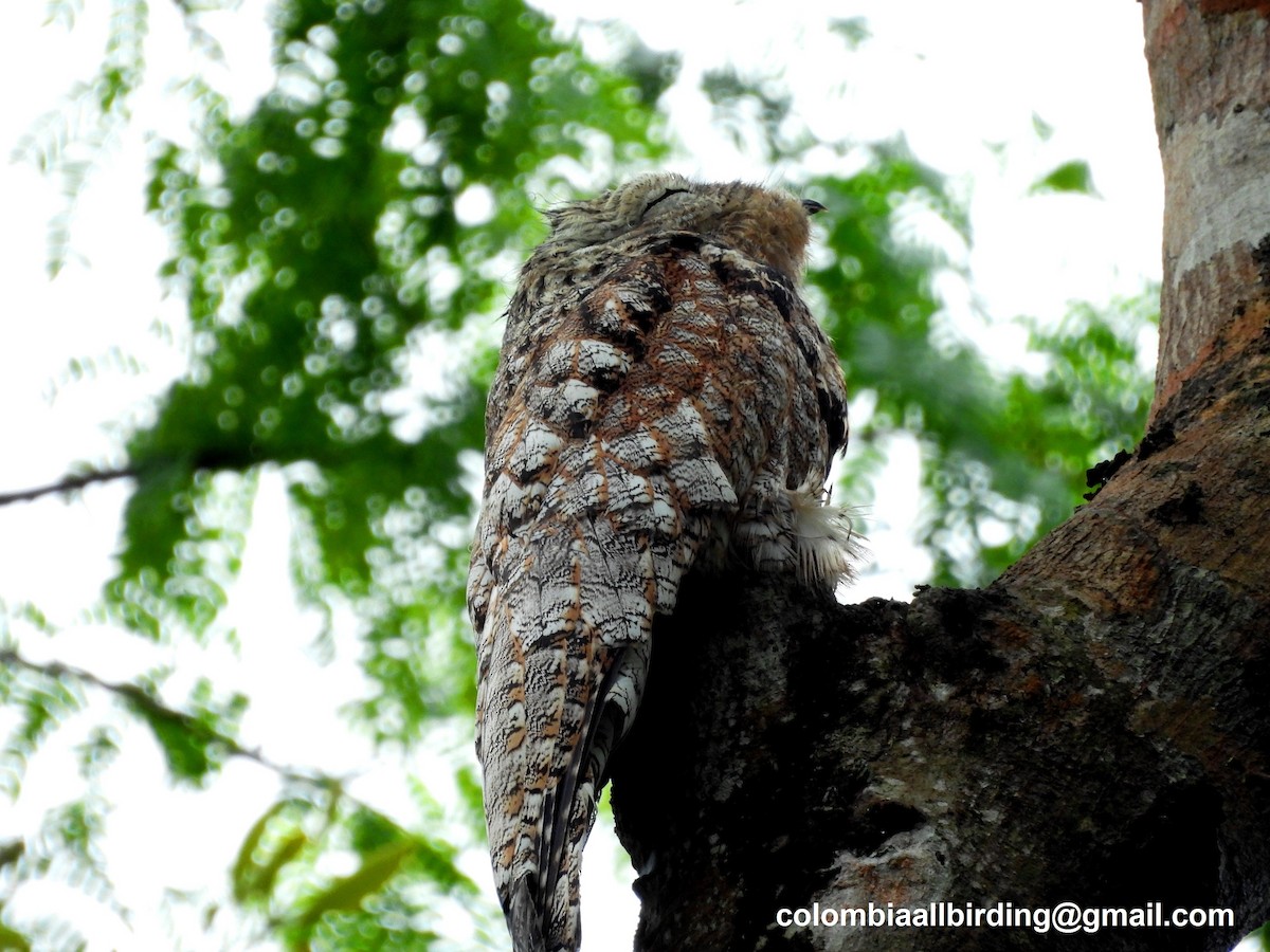 Great Potoo - Urias Edgardo  Gonzalez Carreño