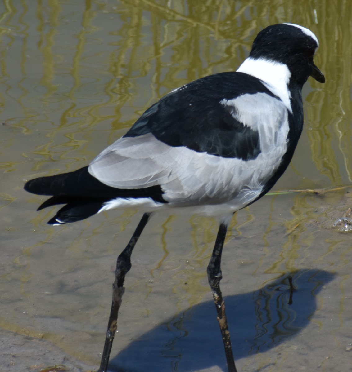 Blacksmith Lapwing - Eike Fabian