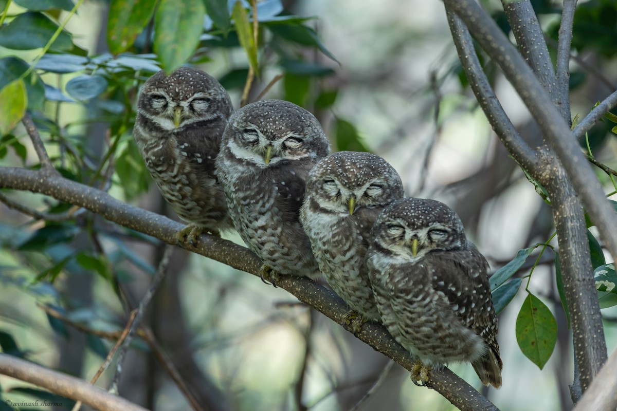Spotted Owlet - AVINASH SHARMA