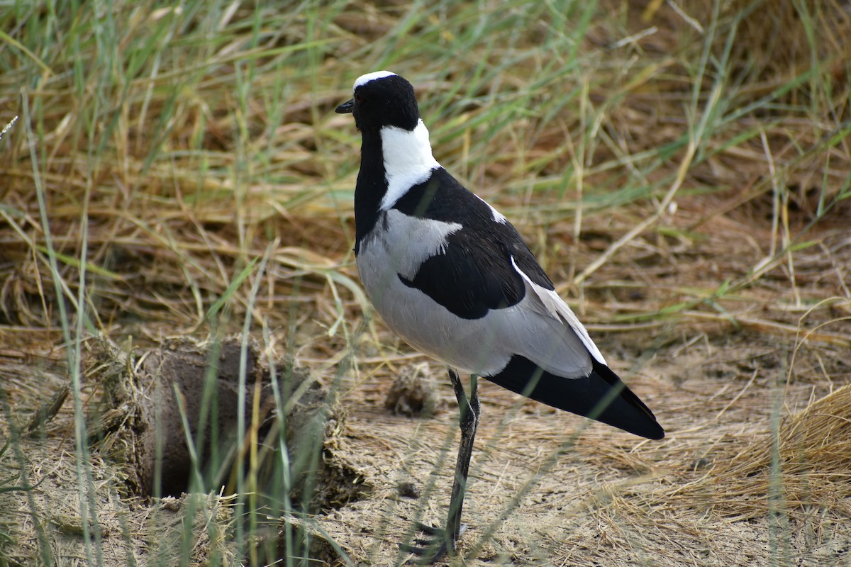 Blacksmith Lapwing - Eike Fabian