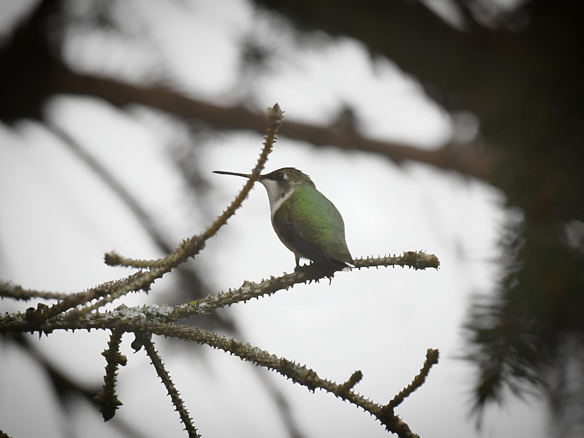 Ruby-throated Hummingbird - ML643233683