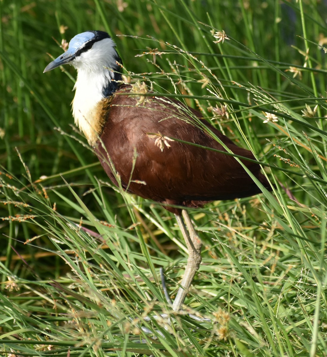 アフリカレンカク - ML643233689